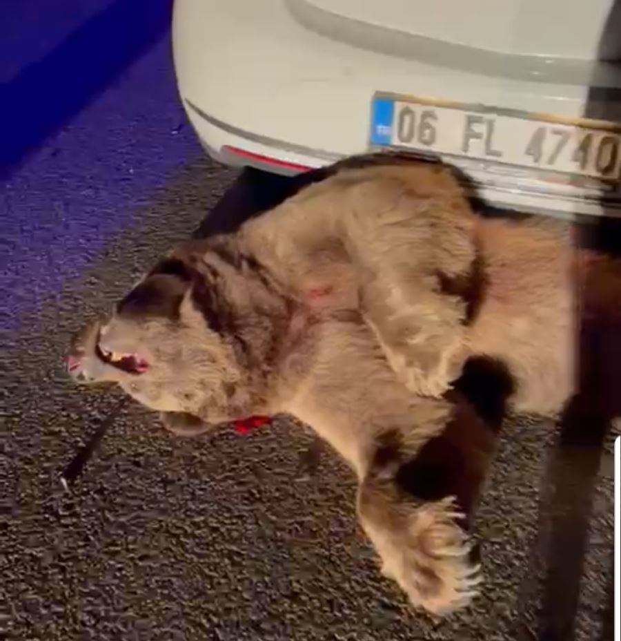 Bursa-Yenişehir kara yolunda otomobilin çarptığı ayı telef oldu