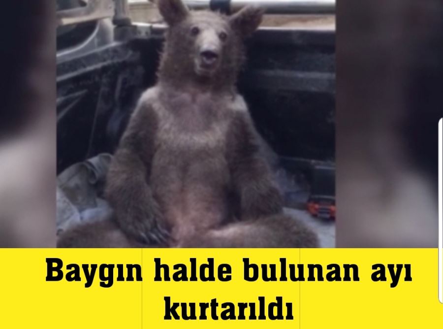 Baygın halde bulunan ayı kurtarıldı