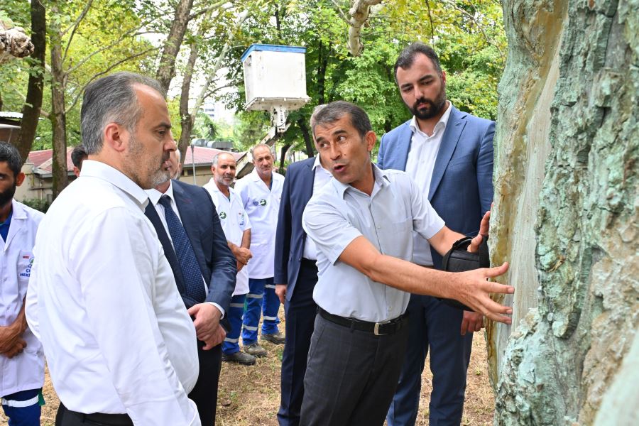 Asırlık çınarlar, ‘Çınar hekimleri’ ile güvende