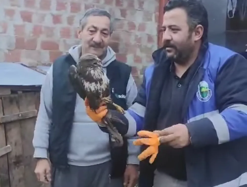 İnegöl Çitli Köyü’nde Yaralı Şahin Tedavi Altına Alındı