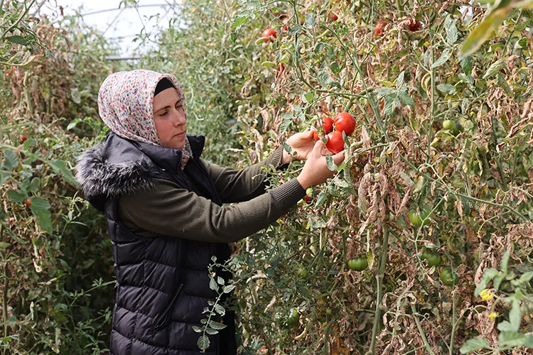 Kadın girişimci devlet desteğiyle kurduğu serada üretime katkı sağlıyor