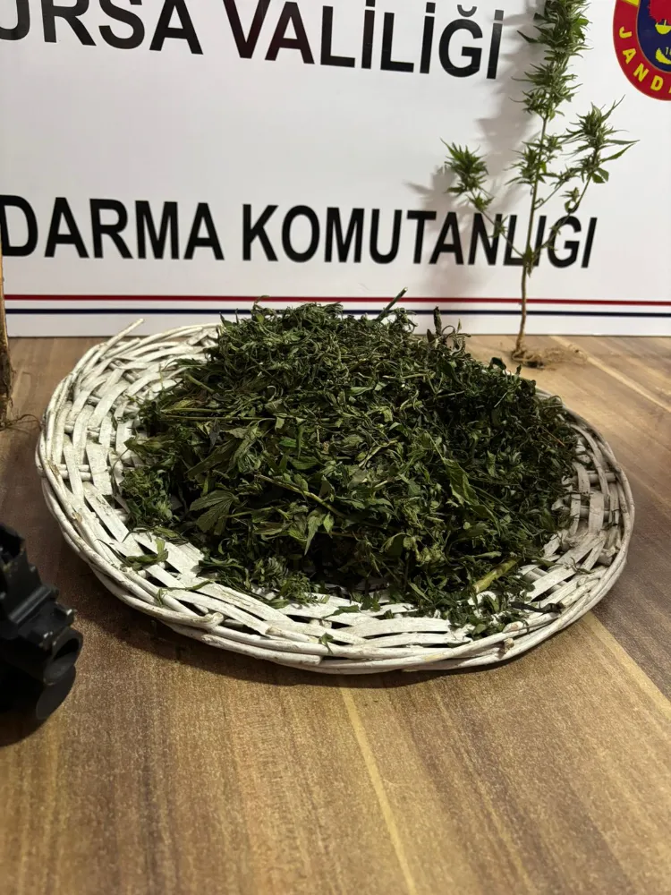 İnegöl’de kenevir ve silah operasyonu: 1 kişi ifadesi sonrası serbest