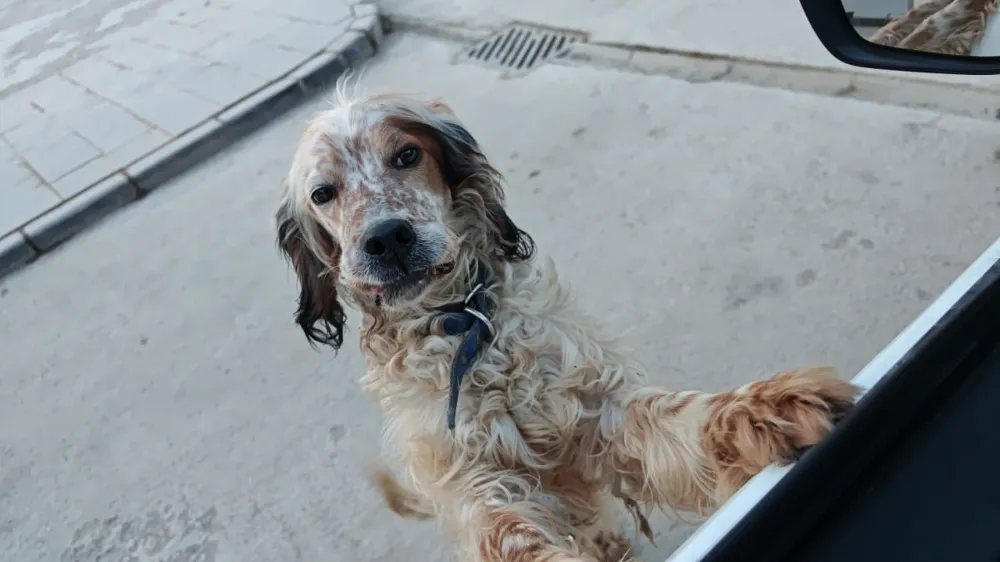 Aç Kalan Köpek Basın Aracının Yanına Gelerek Yardım İstedi