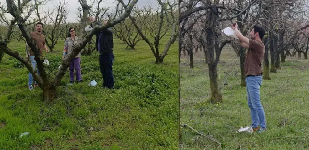 İnegöl’de Feromon Tuzakları Kuruldu!