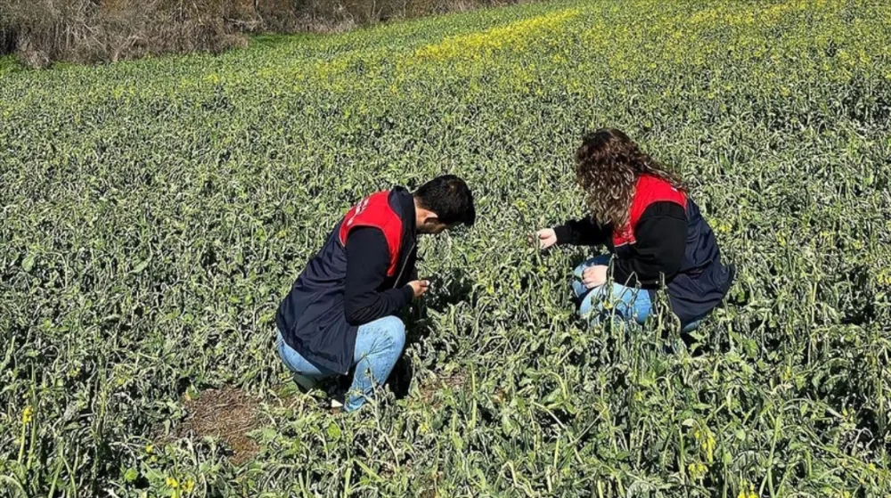 Zirai dondan etkilenen tarım alanlarında hasar tespit çalışmaları başladı
