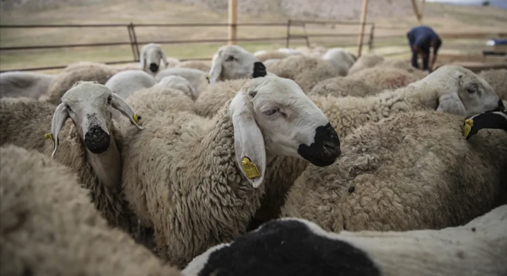 Kurban Bayramı öncesi hastalık ve kesimlere ilişkin tedbirler alındı