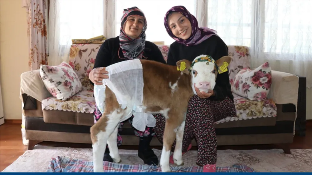 Annesi rahatsızlanan buzağı  