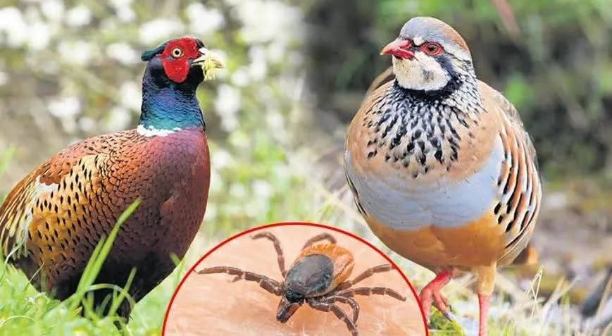 Keneye karşı en etkili çözüm: Mera hayvancılığı