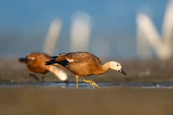 Bursa’da Kocaçay Deltası, angıtların yavru yetiştirme merkezi oldu