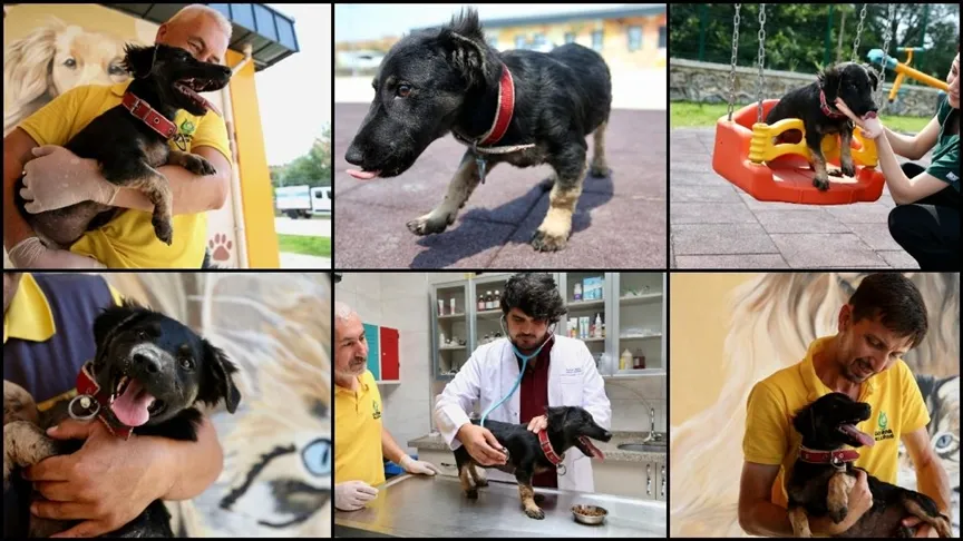 Zifte saplanmış bulunan köpek yavrusu uzman ellerde hayata tutundu