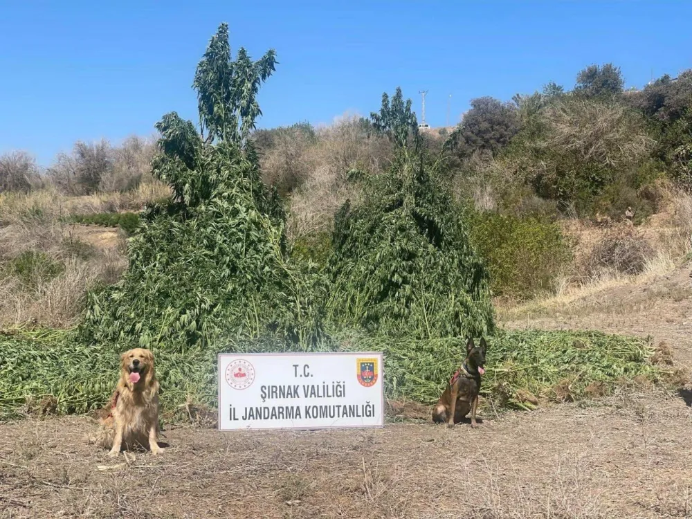 Uyuşturucu operasyonunda silahlar da bulundu